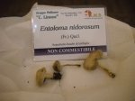 entoloma nidorosum